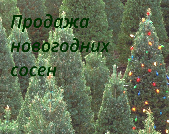 Купить новогоднюю сосну
