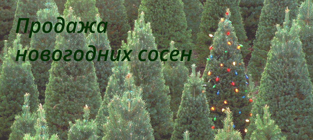 Купить новогоднюю сосну